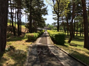 クラブハウスへの帰り道。松林の間を抜ける小道、気持ちいいです。