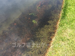 おたまじゃくしが大量発生