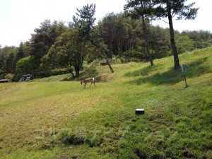 鹿が近くまでやって来た。